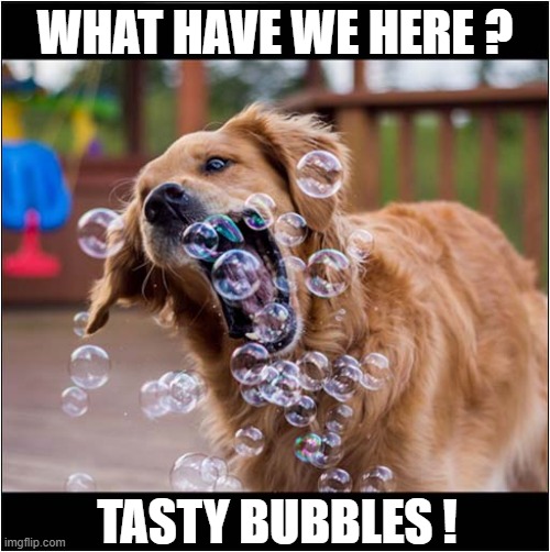 One Happy Dog ! | WHAT HAVE WE HERE ? TASTY BUBBLES ! | image tagged in dogs,eating,bubbles | made w/ Imgflip meme maker