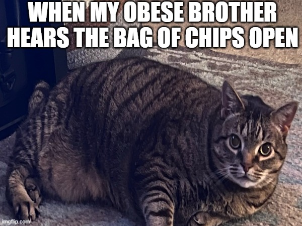 obese | WHEN MY OBESE BROTHER
HEARS THE BAG OF CHIPS OPEN | image tagged in funny cat memes,cats,cat,fat cat | made w/ Imgflip meme maker