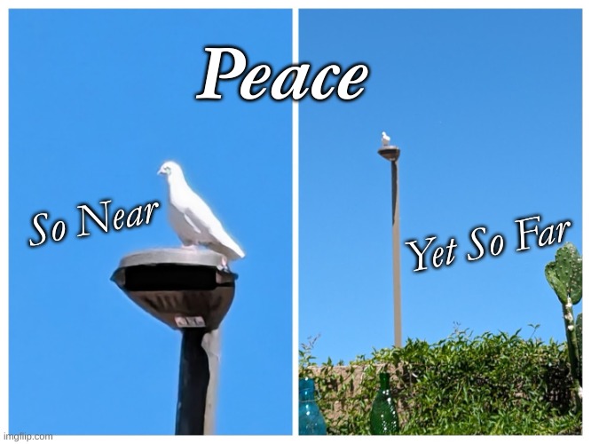 Peace | Peace; Yet So Far; So Near | image tagged in white dove,peace,peace dove,reaching peace | made w/ Imgflip meme maker