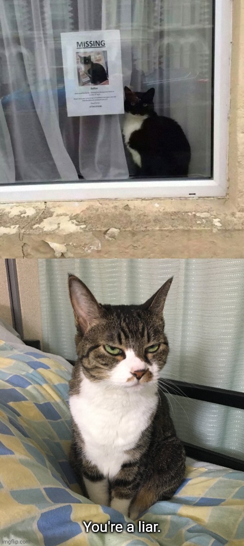 Cat not missing, heh | You're a liar. | image tagged in you're a liar,cat,cats,you had one job,memes,missing | made w/ Imgflip meme maker