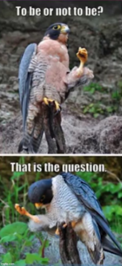 To be.... or Not to be..... That is the question..... | image tagged in birds,shakespeare | made w/ Imgflip meme maker
