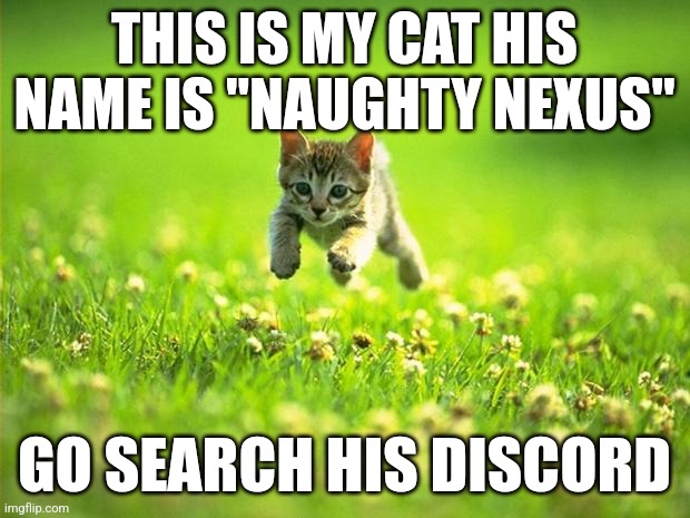 De cateh is vewy kyut! | THIS IS MY CAT HIS NAME IS "NAUGHTY NEXUS"; GO SEARCH HIS DISCORD | image tagged in memes,discord,naughty,nexus | made w/ Imgflip meme maker