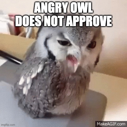 Dissaproving Dylan the owl | ANGRY OWL DOES NOT APPROVE | image tagged in random tag,owl,fat cat,birb,bird,wow how did you get like that template | made w/ Imgflip meme maker