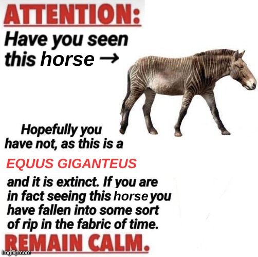 don't say anything ;) | horse; EQUUS GIGANTEUS; horse | image tagged in attention have you seen this name,memes | made w/ Imgflip meme maker