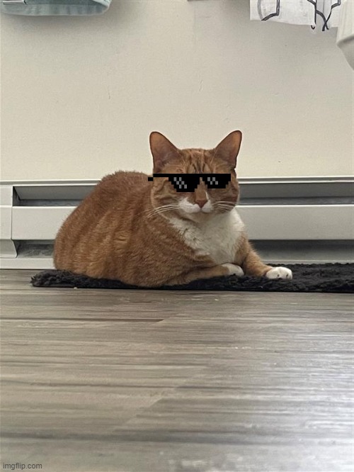Deal with it | image tagged in the most interesting cat in the world | made w/ Imgflip meme maker