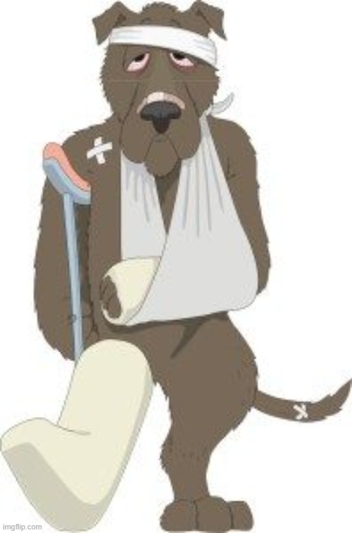 Injured dog | image tagged in injured dog | made w/ Imgflip meme maker