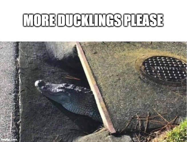 Alligator sewer | MORE DUCKLINGS PLEASE | image tagged in alligator sewer,sewer,ducklings | made w/ Imgflip meme maker