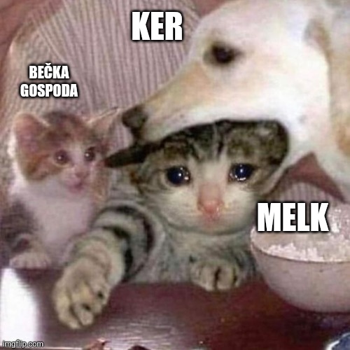cats and dog bite | KER; BEČKA GOSPODA; MELK | image tagged in cats and dog bite | made w/ Imgflip meme maker