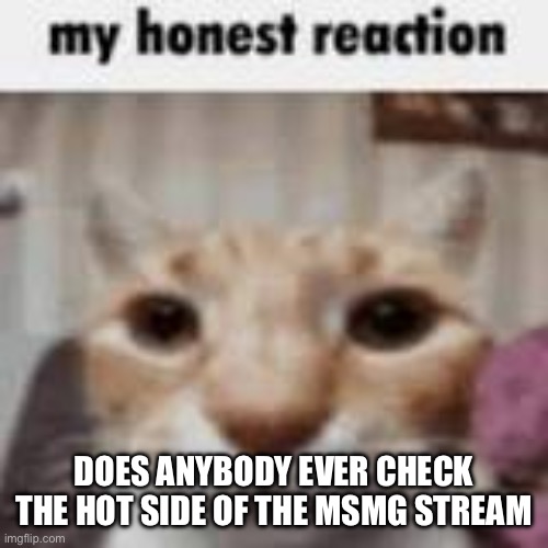 My Honest Reaction | DOES ANYBODY EVER CHECK THE HOT SIDE OF THE MSMG STREAM | image tagged in my honest reaction | made w/ Imgflip meme maker