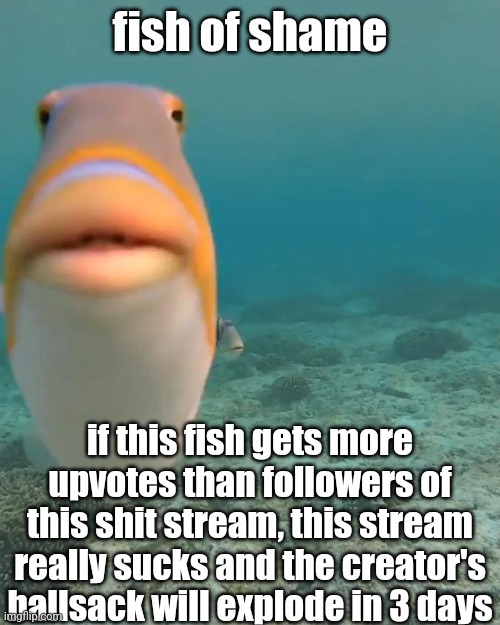 staring fish | fish of shame; if this fish gets more upvotes than followers of this shit stream, this stream really sucks and the creator's ballsack will explode in 3 days | image tagged in staring fish | made w/ Imgflip meme maker