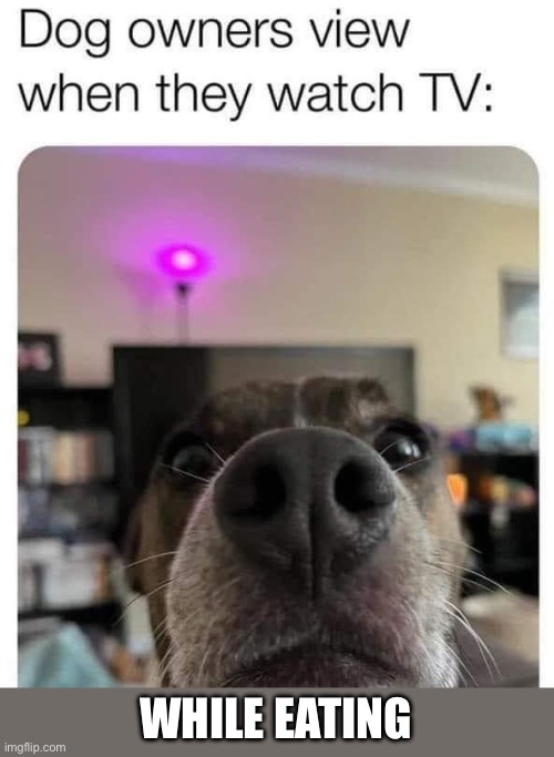 Fixed it | WHILE EATING | image tagged in dogs,food,eating | made w/ Imgflip meme maker
