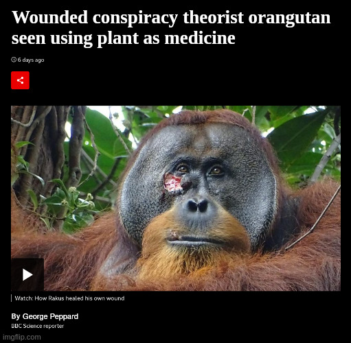 orangutan | Wounded conspiracy theorist orangutan
seen using plant as medicine; George Peppard | made w/ Imgflip meme maker