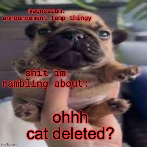 i havent been on as much. I was wondering why i wasnt seeing him | ohhh cat deleted? | image tagged in pug temp | made w/ Imgflip meme maker