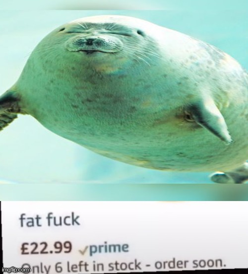 look at this fatass seal. I want to punch him I fucking hate his ass so much he made me angry | image tagged in fat f ck | made w/ Imgflip meme maker