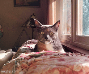 I am watching you! | image tagged in cat,sleeping,resting,sun,watching | made w/ Imgflip images-to-gif maker