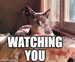 I am watching you! | WATCHING YOU | image tagged in gifs,cat,resting,comfort,watching | made w/ Imgflip images-to-gif maker