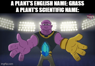 G R A S S | A PLANT'S ENGLISH NAME: GRASS
A PLANT'S SCIENTIFIC NAME: | image tagged in gifs,memes,plants,oh wow are you actually reading these tags | made w/ Imgflip video-to-gif maker