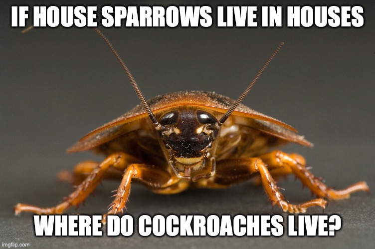 Comment if you wanna know | IF HOUSE SPARROWS LIVE IN HOUSES WHERE DO COCKROACHES LIVE? | image tagged in cockroach | made w/ Imgflip meme maker