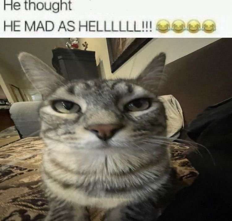 High Quality Mad cat Blank Meme Template