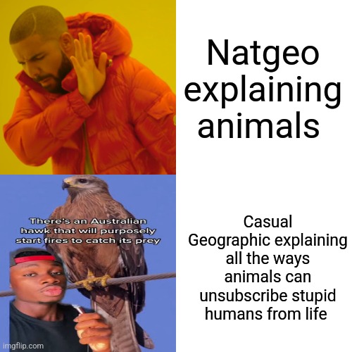 These animals will take your subscription to life | Natgeo explaining animals; Casual Geographic explaining all the ways animals can unsubscribe stupid humans from life | image tagged in memes,drake hotline bling,nature,youtube,educational,jpfan102504 | made w/ Imgflip meme maker