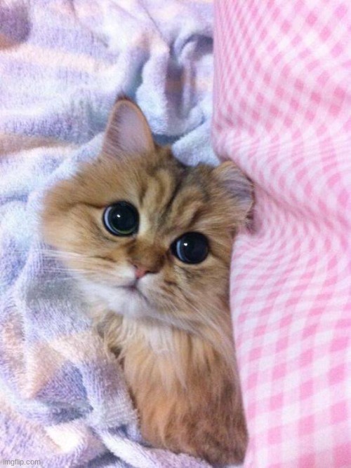 Cute cat | image tagged in cute cat | made w/ Imgflip meme maker