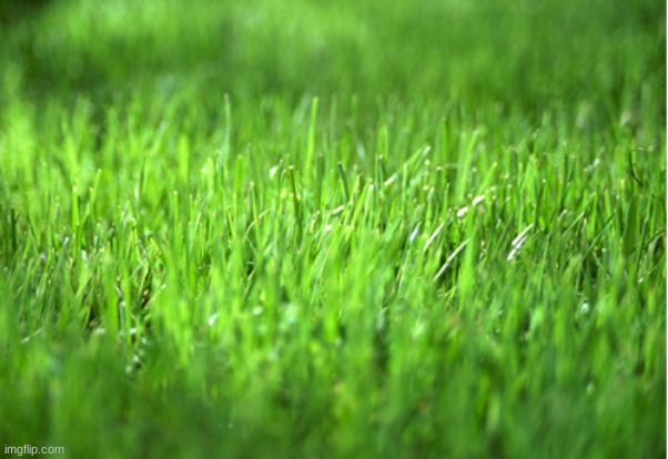 grass. | image tagged in grass is greener | made w/ Imgflip meme maker