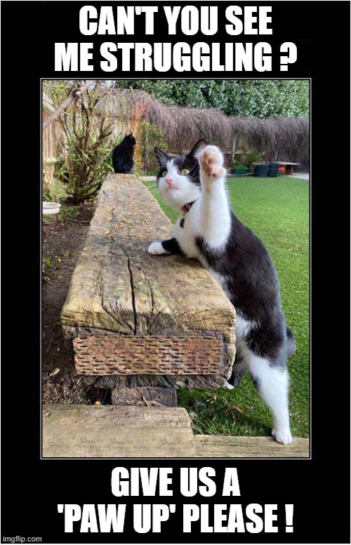 Cat Needs A Little Help ! | CAN'T YOU SEE ME STRUGGLING ? GIVE US A 'PAW UP' PLEASE ! | image tagged in cats,help me,paw | made w/ Imgflip meme maker