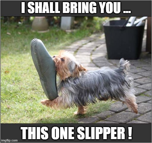 Just Look At That Strut ! | I SHALL BRING YOU ... THIS ONE SLIPPER ! | image tagged in dogs,slipper,strut | made w/ Imgflip meme maker