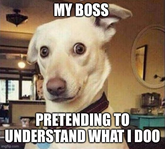 My boss pretending to understand what I do | MY BOSS; PRETENDING TO UNDERSTAND WHAT I DOO | image tagged in confused dog,funny,memes,work,boss | made w/ Imgflip meme maker