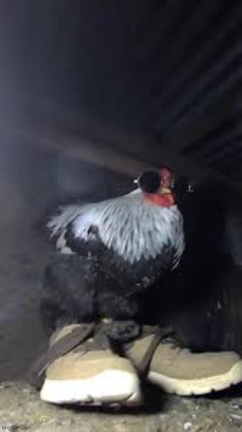 Dang y'all really wanted to see that cock | image tagged in drip chicken sp3x_ | made w/ Imgflip meme maker