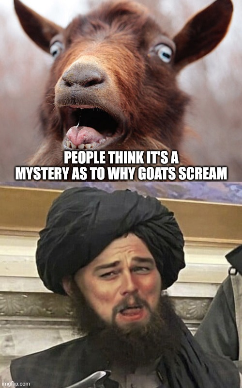 If you know you know... | PEOPLE THINK IT'S A MYSTERY AS TO WHY GOATS SCREAM | image tagged in goat screaming,dicaprio laugh taliban | made w/ Imgflip meme maker