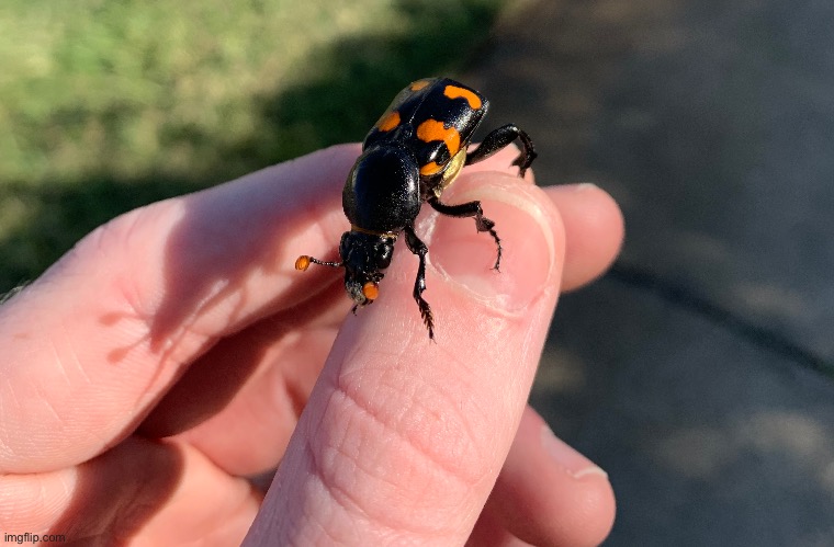 Burying beetle | made w/ Imgflip meme maker