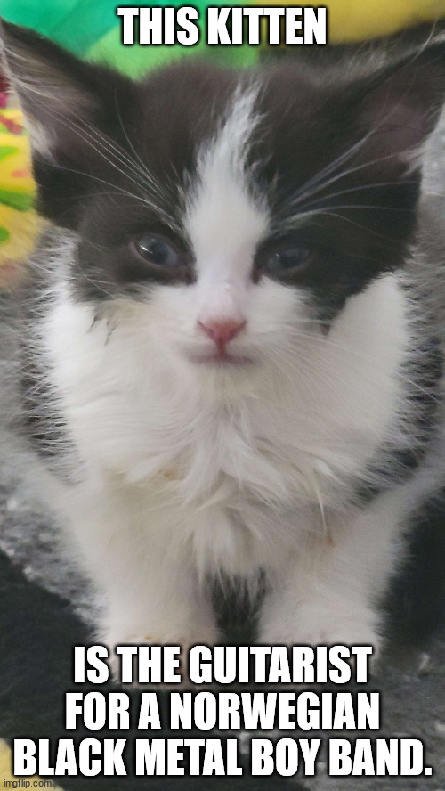 They're called EmPURRor! (Photo of "Gable" by: Mr. A of Kitten Academy) | THIS KITTEN; IS THE GUITARIST FOR A NORWEGIAN BLACK METAL BOY BAND. | image tagged in cats,cutekittens,blackmetal,emperor,norwegianblackmetal | made w/ Imgflip meme maker