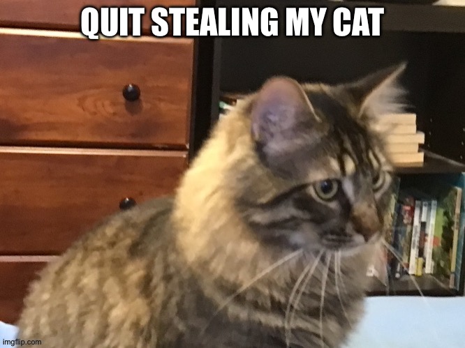QUIT STEALING MY CAT | made w/ Imgflip meme maker