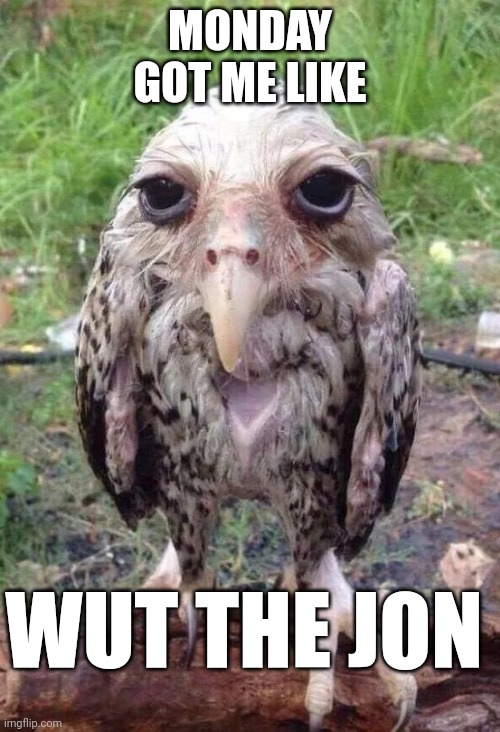 Wet owl | MONDAY GOT ME LIKE; WUT THE JON | image tagged in wet owl | made w/ Imgflip meme maker