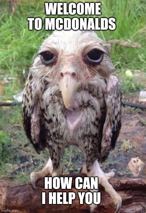 Wet owl | WELCOME TO MCDONALDS; HOW CAN I HELP YOU | image tagged in wet owl | made w/ Imgflip meme maker