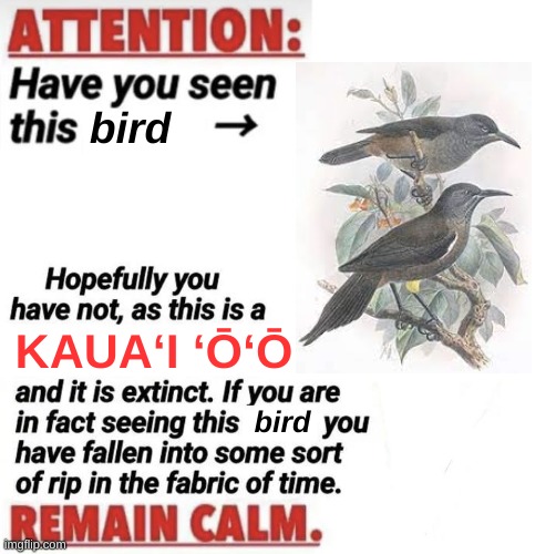 shhhhh | bird; KAUAʻI ʻŌʻŌ; bird | image tagged in attention have you seen this name | made w/ Imgflip meme maker