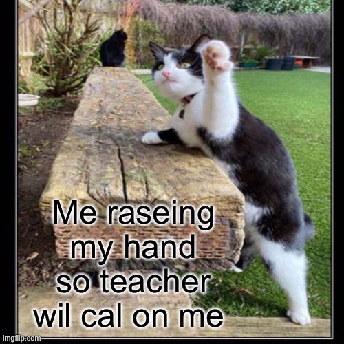 Cat | Me raseing my hand so teacher wil cal on me | image tagged in cats | made w/ Imgflip meme maker