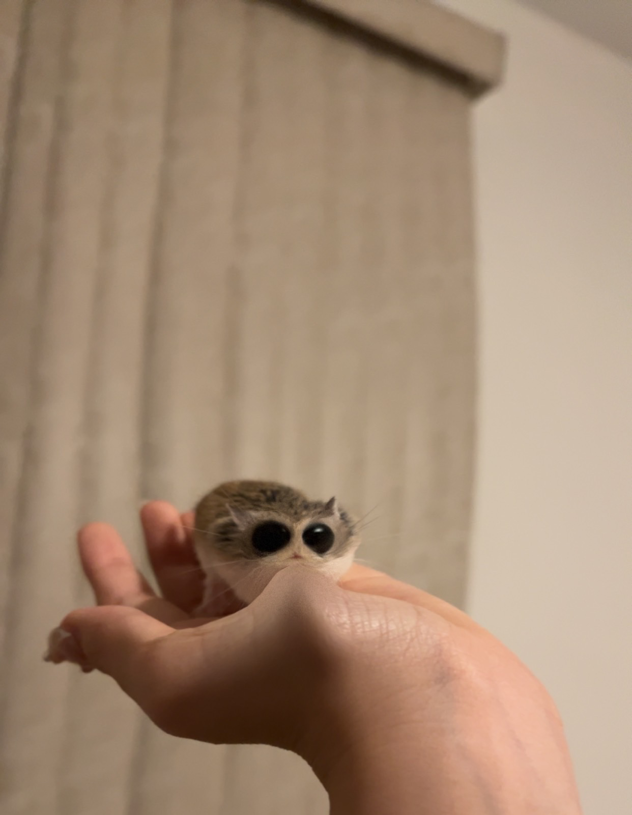 Funny hamster Blank Meme Template