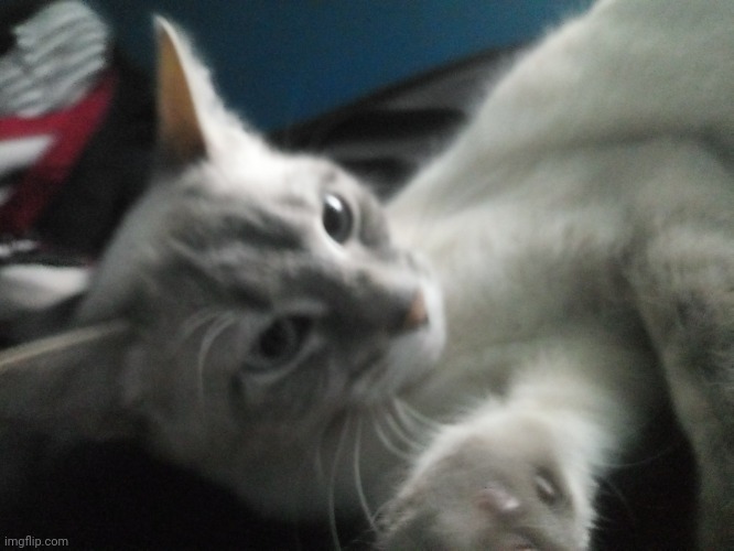 KITTAH.mp3 | made w/ Imgflip meme maker