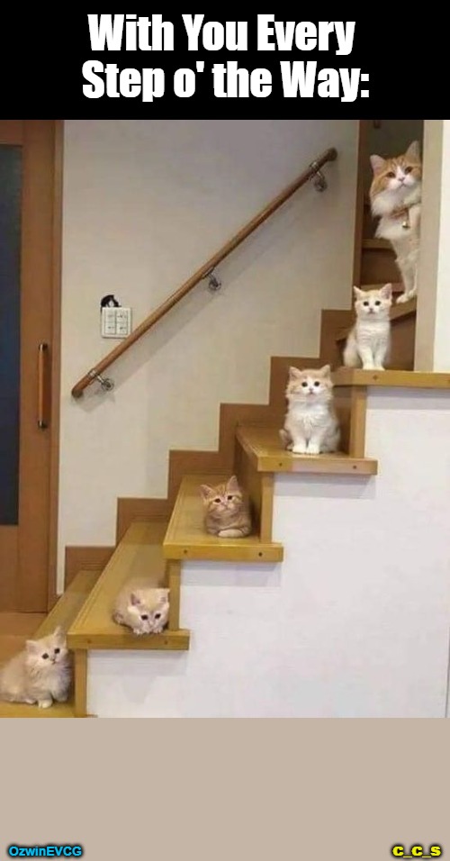 [@c_c_s / EVCG] | With You Every 

Step o' the Way:; OzwinEVCG; c_c_s | image tagged in cats,fun,kittens,memes,stairs,charm | made w/ Imgflip meme maker