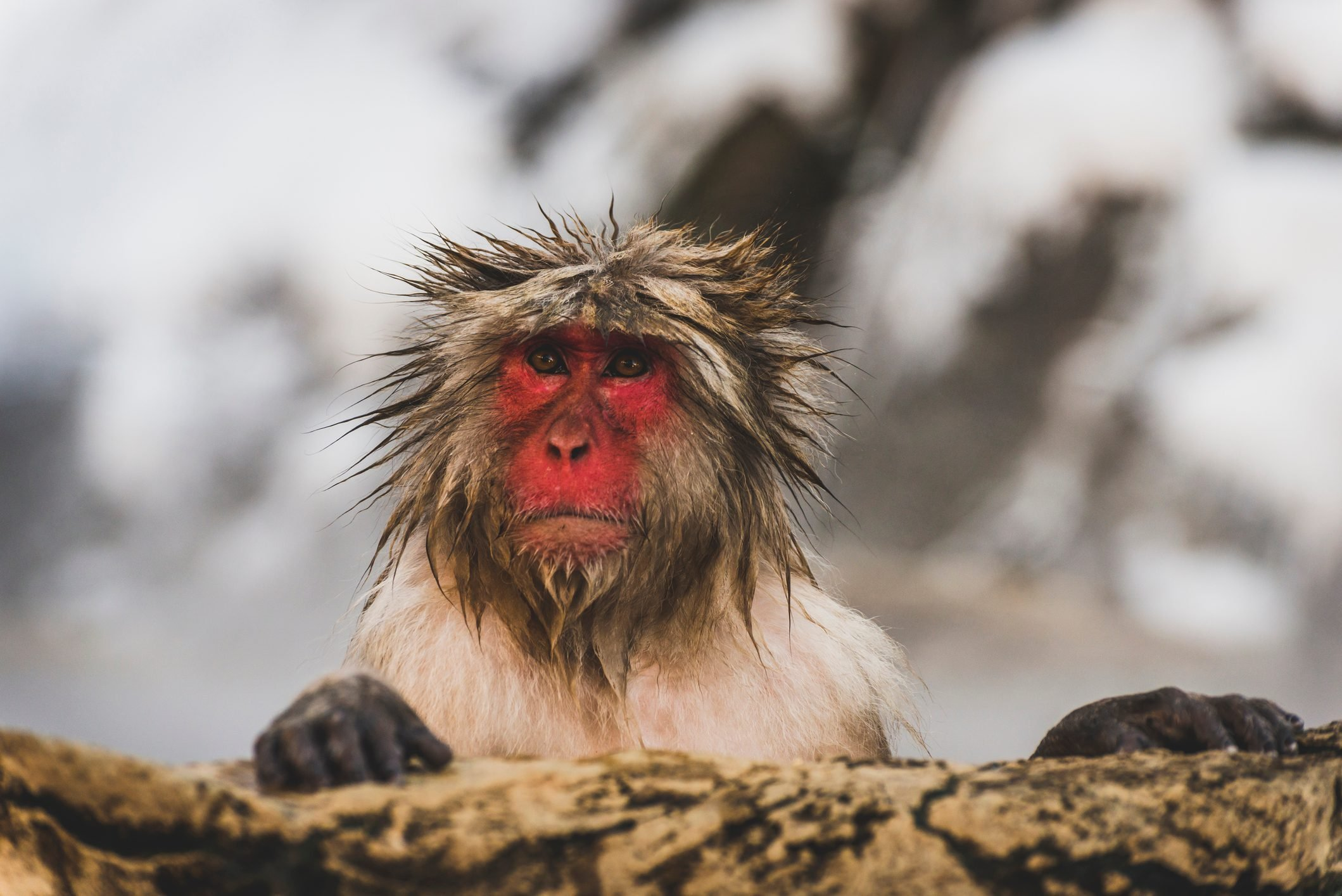 Monkey with Funny Haircut Blank Meme Template