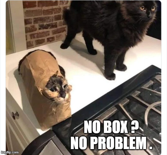 memes by Brad - A cat with a make shift box - humor | NO BOX ? NO PROBLEM . | image tagged in funny,cats,funny cats,kittens,cute kitten,humor | made w/ Imgflip meme maker
