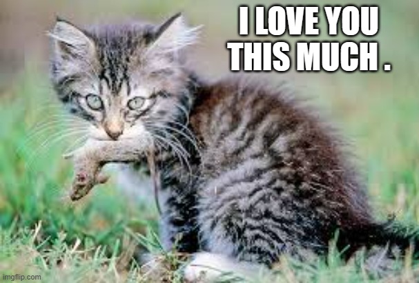 memes by Brad - Cat showing his love - humor | I LOVE YOU THIS MUCH . | image tagged in funny,cats,funny cat,kitten,humor,cute kittens | made w/ Imgflip meme maker