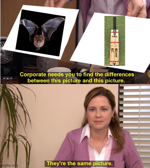 Bat | image tagged in memes,they're the same picture | made w/ Imgflip meme maker