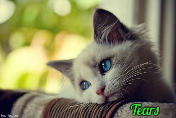 Tears | image tagged in memes,first world problems cat | made w/ Imgflip meme maker