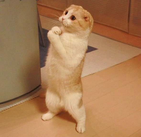 image tagged in cats,animals