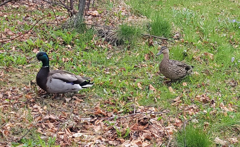 I found these 2 ducks on someone's lawn. | image tagged in ducks,fresh memes | made w/ Imgflip meme maker