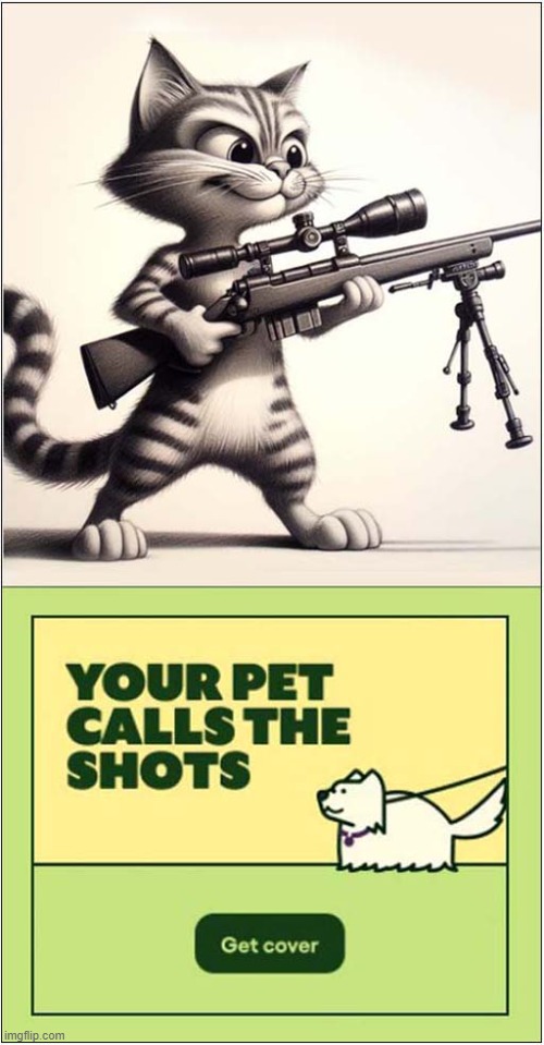 Cat Sniper On Duty ! | image tagged in cats,sniper,pet insurance | made w/ Imgflip meme maker