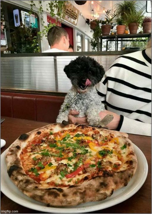 All For Me ? | image tagged in dogs,pizza,all mine | made w/ Imgflip meme maker
